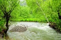 The rapid stream of a stormy shallow river flows through the morning summer forest after rain Royalty Free Stock Photo