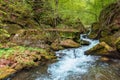 rapid water flow among the forest. trees in fresh green foliage.