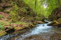 Rapid water flow among the forest. trees in fresh green foliage.