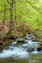 trees in fresh green foliage. beautiful nature scenery in spring