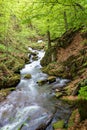 Rapid water stream in the forest