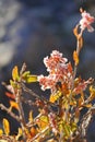 Rapidly blooming Asian shrub Haloxylon