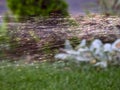 Rapidly Flying, Multi-Colored Water Droplets Stand Out Against a Blurred Background of a Green Lawn. Can Be Used in Design