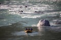 In the rapids of the Ganges Royalty Free Stock Photo