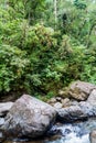 Rapids of Rio Hornito river and a jungle in Pana