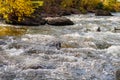 Rapids small river, strong current water flowing among stones, beautiful nature
