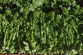 rapini broccoli vegetables food Royalty Free Stock Photo