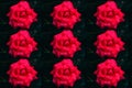 Rapport of red roses with water drops on petals on a dark background