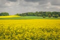 Raps field Royalty Free Stock Photo