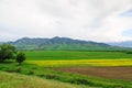 Raps field against the backdrop of high mountains. Blooming summer herbs. Spring landscape. Summer outside the city. Kyrgyzstan