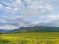 Raps field against the backdrop of high mountains. Blooming summer herbs. Spring landscape. Summer outside the city. Kyrgyzstan