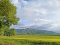 Raps field against the backdrop of high mountains. Blooming summer herbs. Spring landscape. Summer outside the city. Kyrgyzstan