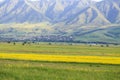 Raps field against the backdrop of high mountains. Blooming summer herbs. Spring landscape. Summer outside the city. Kyrgyzstan