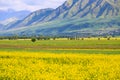 Raps field against the backdrop of high mountains. Blooming summer herbs. Spring landscape. Summer outside the city. Kyrgyzstan