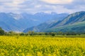 Raps field against the backdrop of high mountains. Blooming summer herbs. Spring landscape. Summer outside the city. Kyrgyzstan