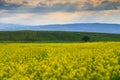 Raps field against the backdrop of high mountains. Blooming summer herbs. Spring landscape. Summer outside the city. Kyrgyzstan