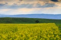 Raps field against the backdrop of high mountains. Blooming summer herbs. Spring landscape. Summer outside the city. Kyrgyzstan