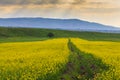 Raps field against the backdrop of high mountains. Blooming summer herbs. Spring landscape. Summer outside the city. Kyrgyzstan