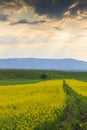 Raps field against the backdrop of high mountains. Blooming summer herbs. Spring landscape. Summer outside the city. Kyrgyzstan