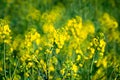 Raps field blooming close up