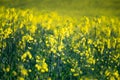 Raps field blooming close up