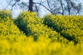 Raps field blooming near forest Royalty Free Stock Photo