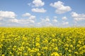 Raps field with blue sky Royalty Free Stock Photo