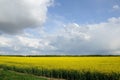 Raps field with blue sky Royalty Free Stock Photo