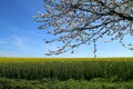 Raps Field - Cultivated colorful raps field in Germany Royalty Free Stock Photo