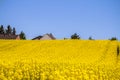 Raps field landscape Royalty Free Stock Photo