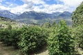 Rapsberry field in switzerland