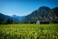 Rapsfeld at the Alps in spring time Royalty Free Stock Photo