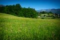 Rapsfeld at the Alps in spring time Royalty Free Stock Photo