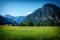 Rapsfeld at the Alps in spring time Royalty Free Stock Photo