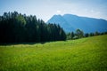 Rapsfeld at the Alps in spring time, Royalty Free Stock Photo
