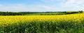 Rapsfeld in der Eifel Panorama Royalty Free Stock Photo