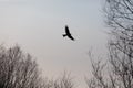 Raptor bird of prey hawk silhouette
