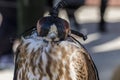 Raptor of falconry with closed eyes