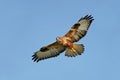 Raptor in flight Royalty Free Stock Photo