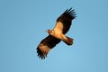 Raptor in flight Royalty Free Stock Photo