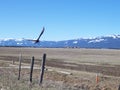 RAPTOR FLYING FREE IN RURAL MOUNTAINS