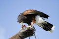 Raptor on the Glove Royalty Free Stock Photo