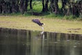 White-tailed eagle struggling with fish near river IJssel, Holland Royalty Free Stock Photo