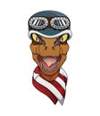 Biker Raptor head with helmet and googles and bandana on neck. Illustration for print on cloths and motor bike clubs and teams. Royalty Free Stock Photo