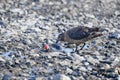 Raptor skua killing gentoo penguin chick. Skua kiilled baby penguin. Bird of prey with catch