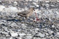 Raptor skua killing gentoo penguin chick. Skua kiilled baby penguin. Bird of prey with catch