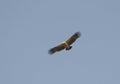 Tawny Eagle Hovering in the Blue Sky Royalty Free Stock Photo