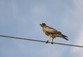 Raptor White Eyed Buzzard Perching on Electric Wire Royalty Free Stock Photo