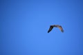 Raptor with Wings Folded in Flight in a Blue Sky Royalty Free Stock Photo