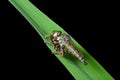 Raptorial fly (Asilella londti) 5